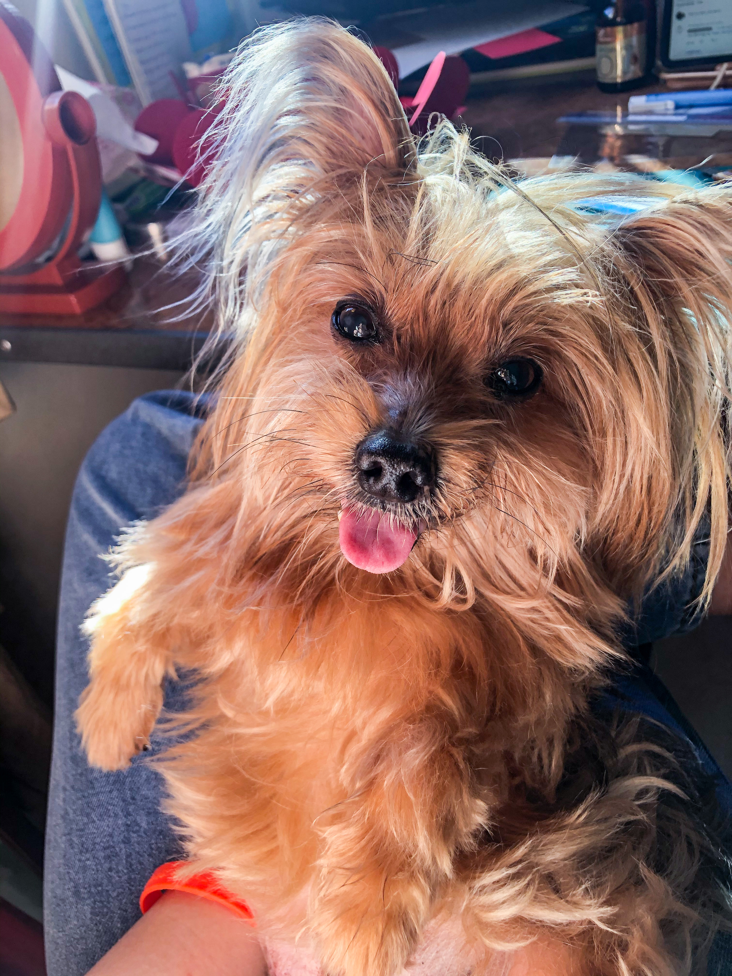 My Pet Made Her Transition